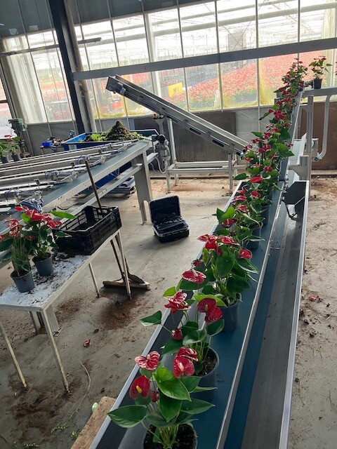 Spekflowers afleversysteem 2025 4