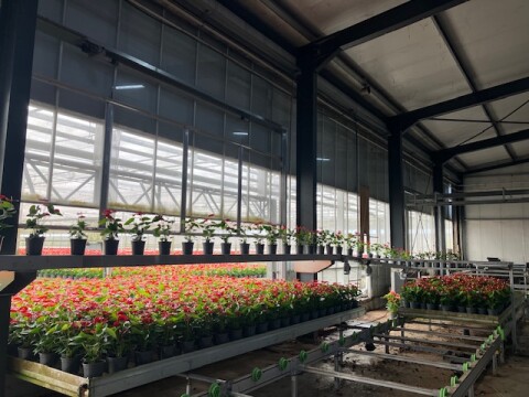 Spekflowers afleversysteem 2025 6